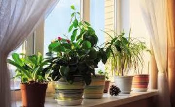 Jak pielęgnować kwiaty doniczkowe zimą?